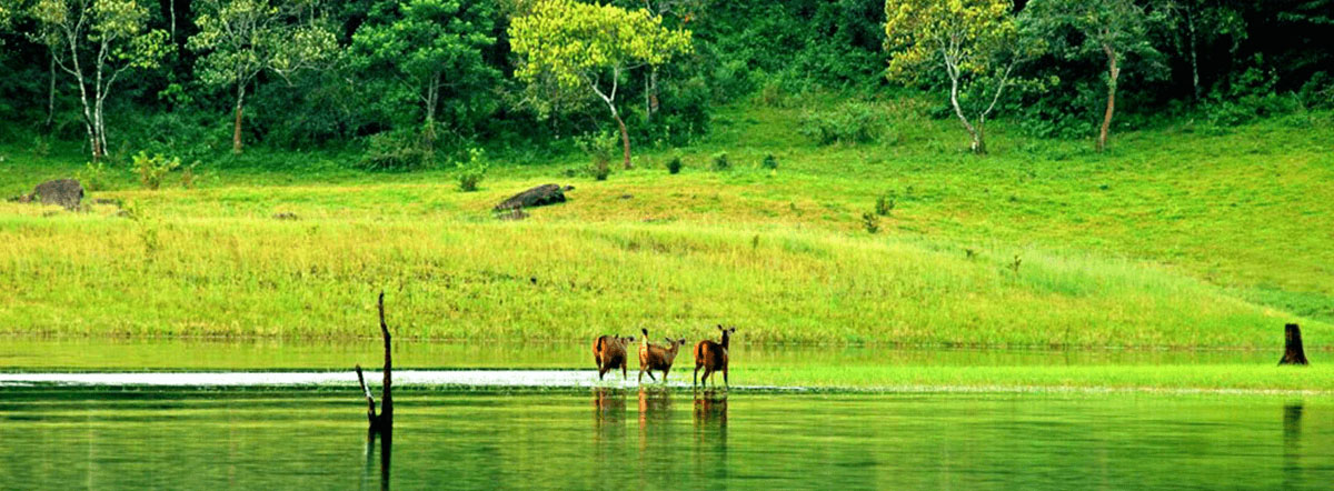 thekkady-2